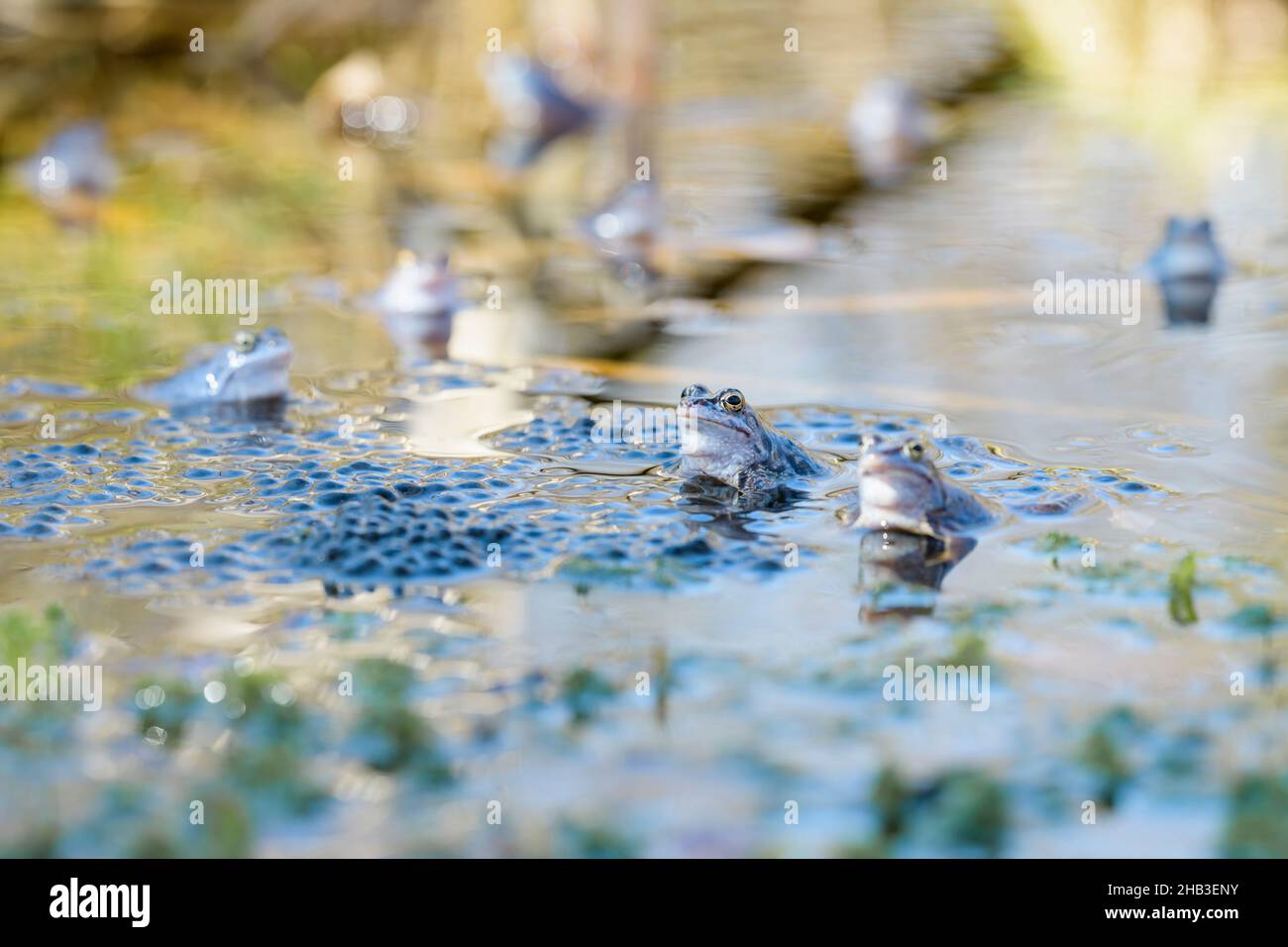 Maennlicher Moorfrosch, Rana arvalis, Male Moor Frogs Group Foto Stock