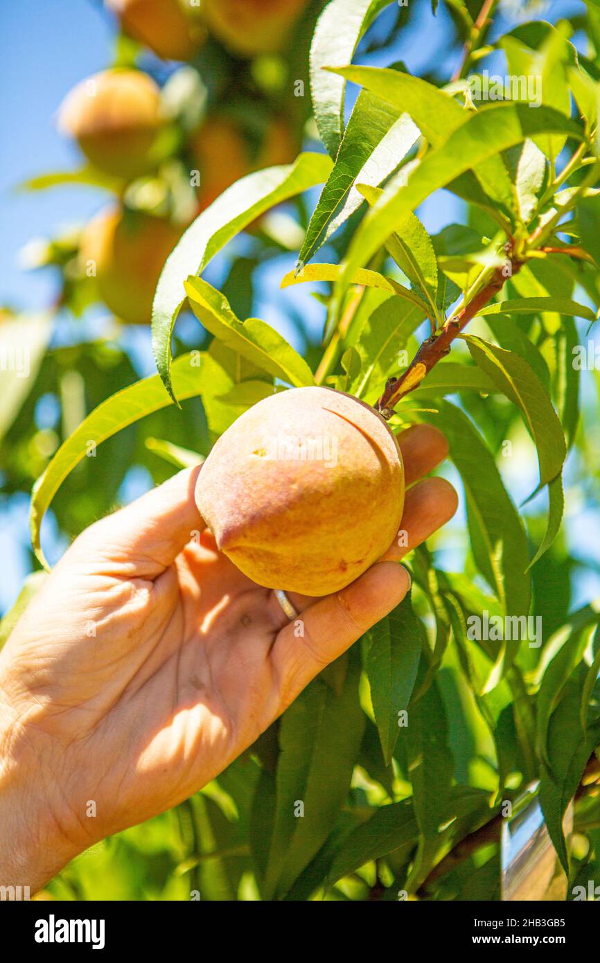 U-Pick peschi alberi, folded Hills Farmstead, Santa Ynez Valley, California Foto Stock