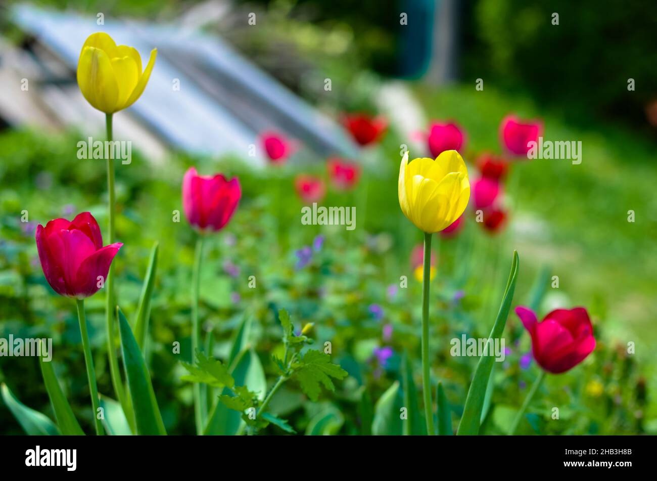 Tulipani rossi e gialli nel giardino primaverile Foto Stock