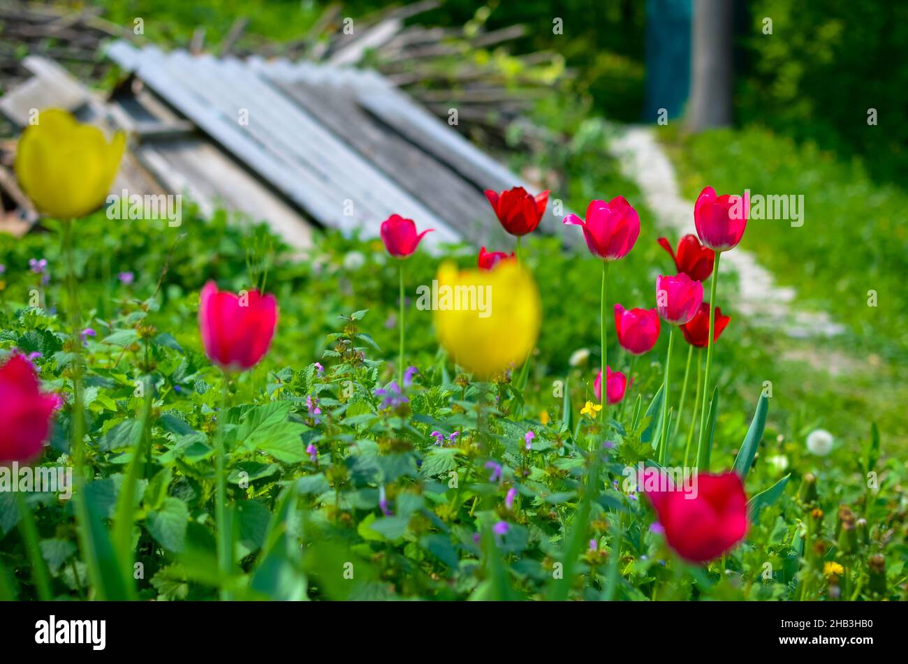 Tulipani rossi e gialli nel giardino primaverile Foto Stock