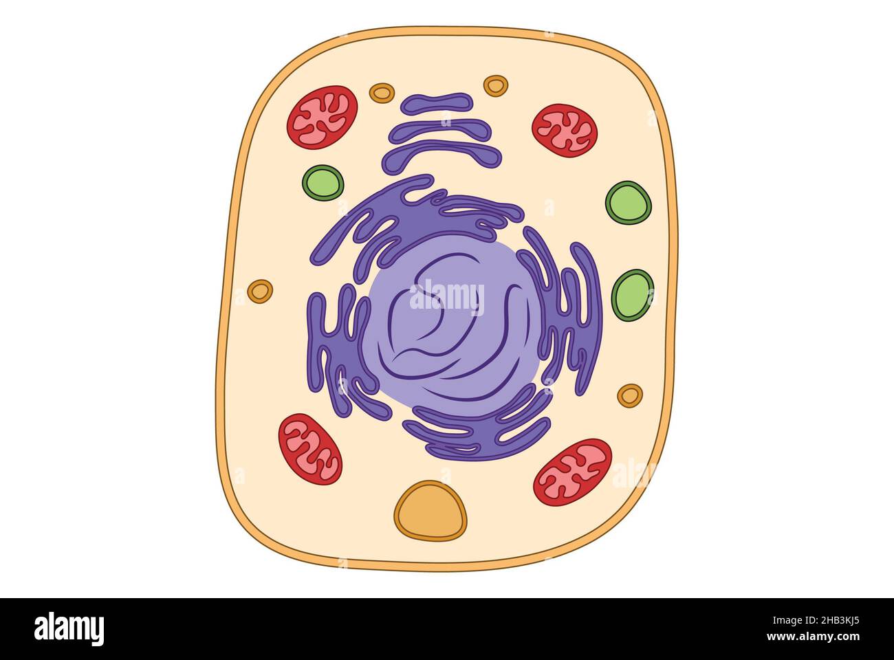 Struttura cellulare semplice illustrazione medica, mitocondri, ger, reticolo endoplasmatico, illustrazione semplice Foto Stock