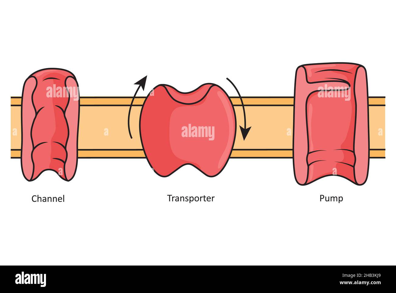 Canali, trasportatori e pompe, illustrazione semplice che mostra diverse proteine transmembrana. Foto Stock