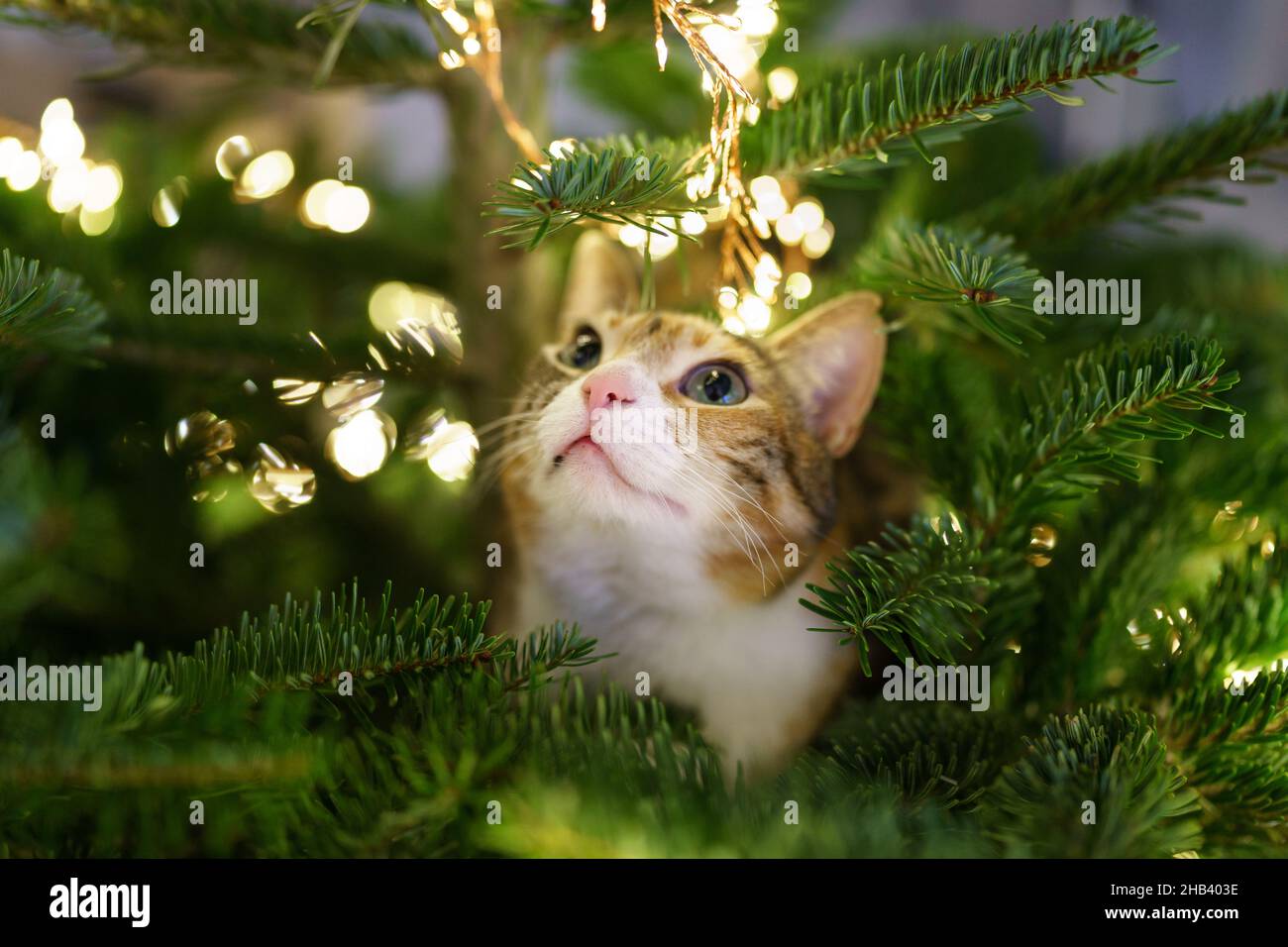 Cat si siede all'interno dell'albero di Natale circondato da ghirlone a LED, bloccato o che sale sull'albero di Capodanno. Foto Stock