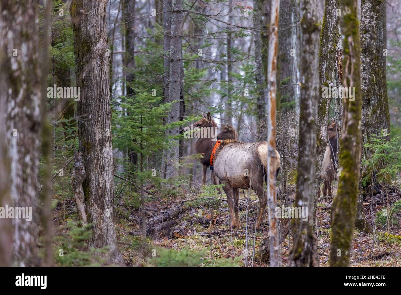 Clam Lake Elk herd nel nord del Wisconsin. Foto Stock