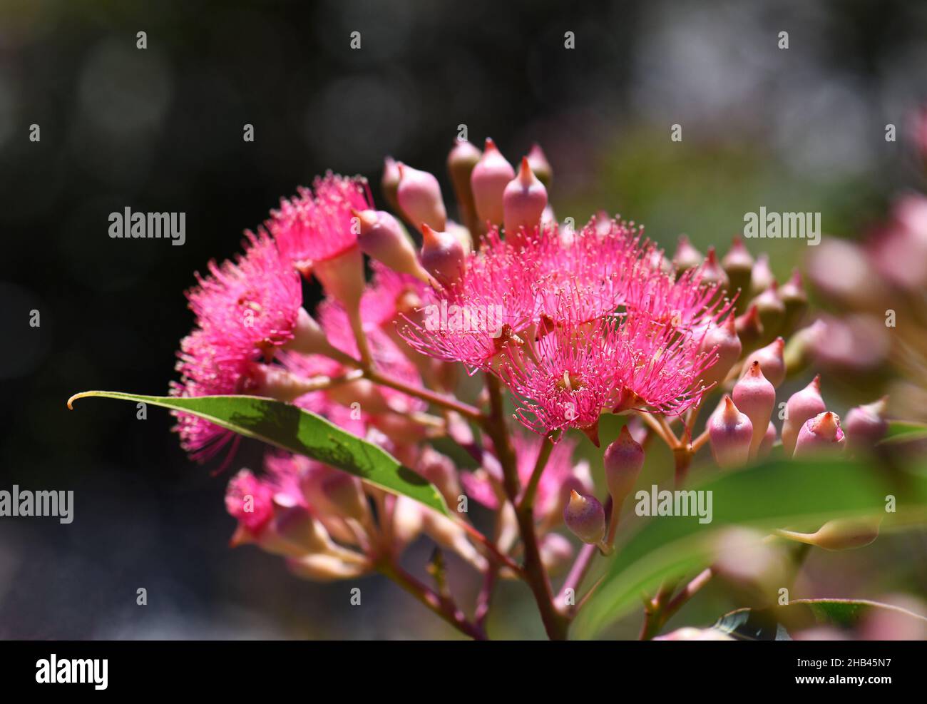 Fiori rosa e germogli del nativo australiano albero di gomma fiorente Corymbia ficifolia, famiglia Myrtaceae. Estate fioritura Foto Stock