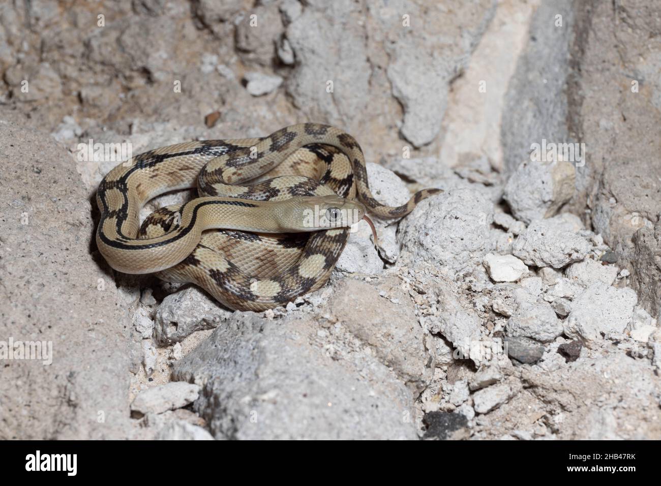 Trans-pecos Ratsnake, (Bogertophis subocularis), Corralitos Ranch Road, New Mexico, USA. Foto Stock