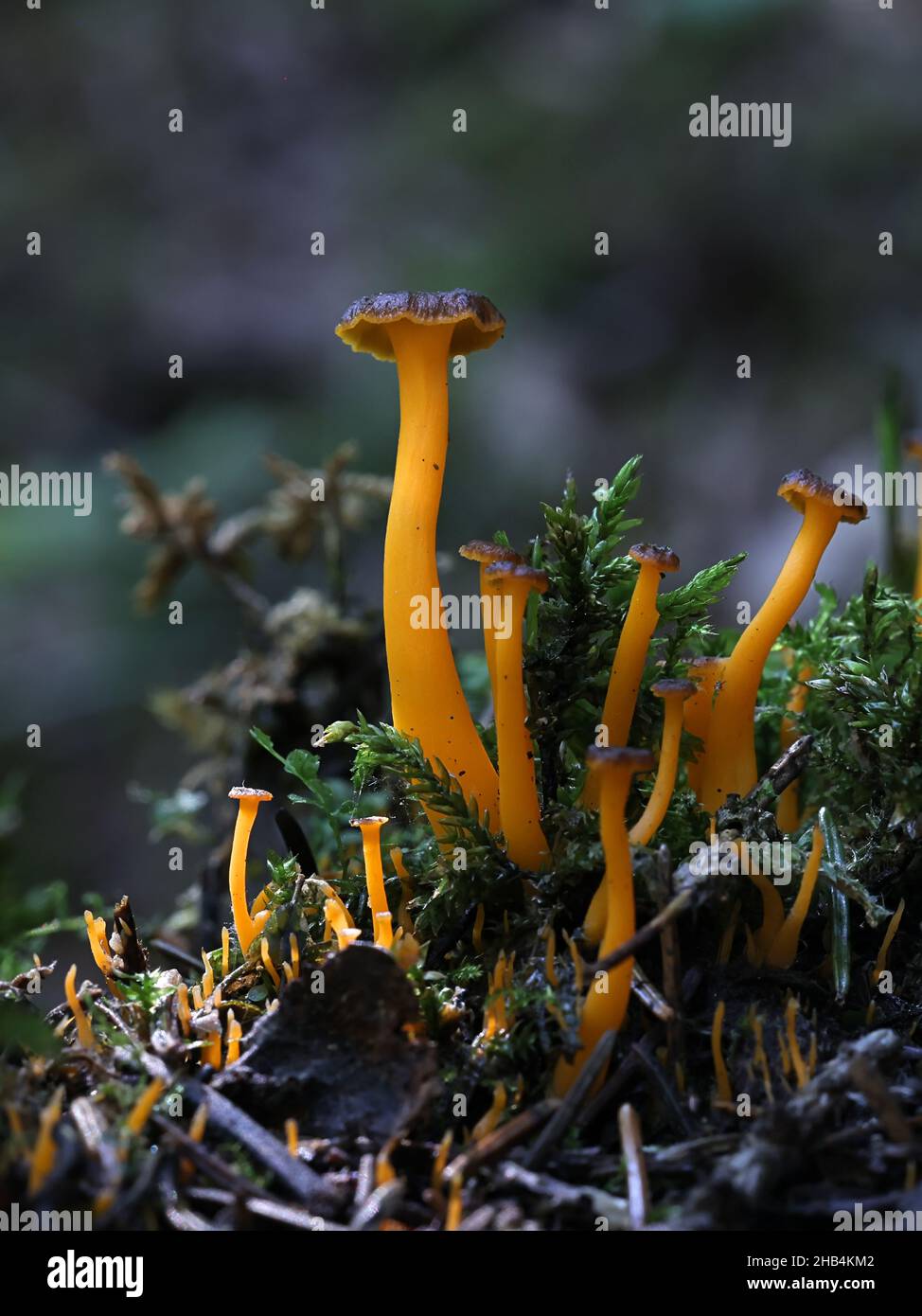 Craterellus lutescens, noto anche come Cantharellus lutescens, comunemente noto come piede giallo o Chanterelle d'oro, funghi selvatici dalla Finlandia Foto Stock