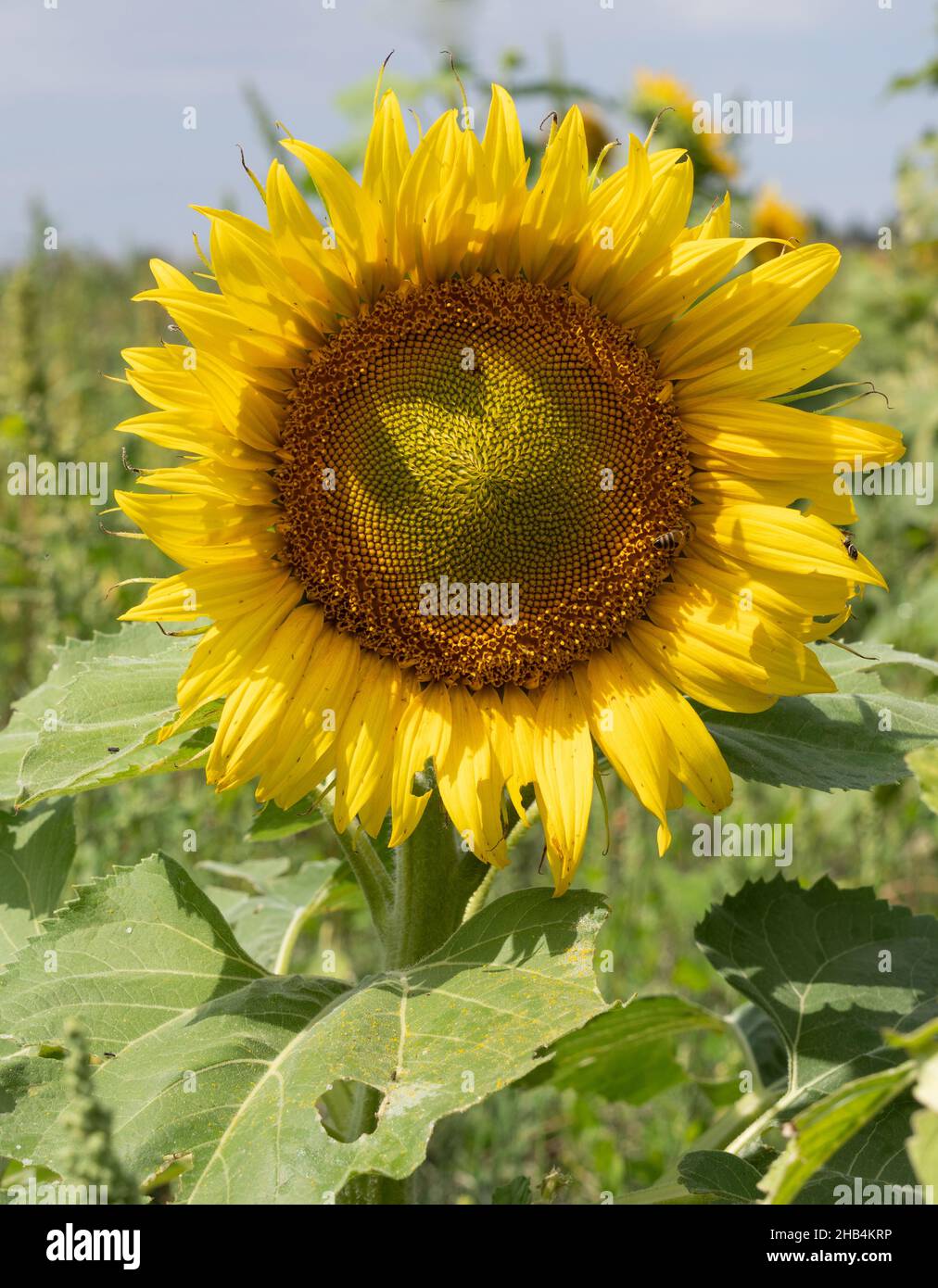 Girasole con foglie grandi con un'ape e ragno in un campo di girasoli. Fotografato con una profondità di campo poco profonda. Foto Stock
