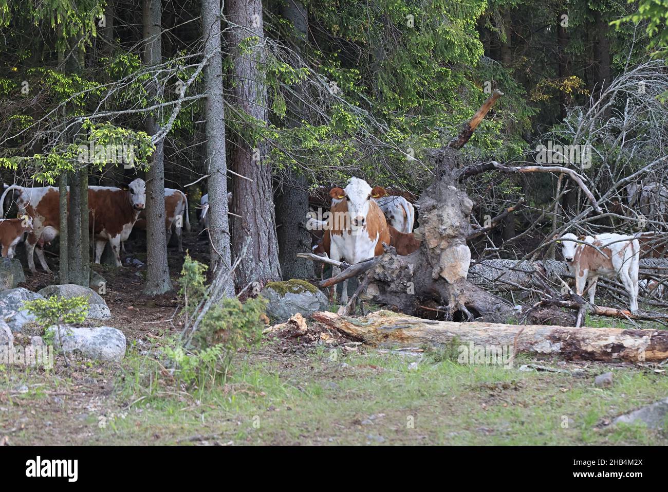 Allevamento di bestiame libero su un pascolo forestale in Finlandia Foto Stock