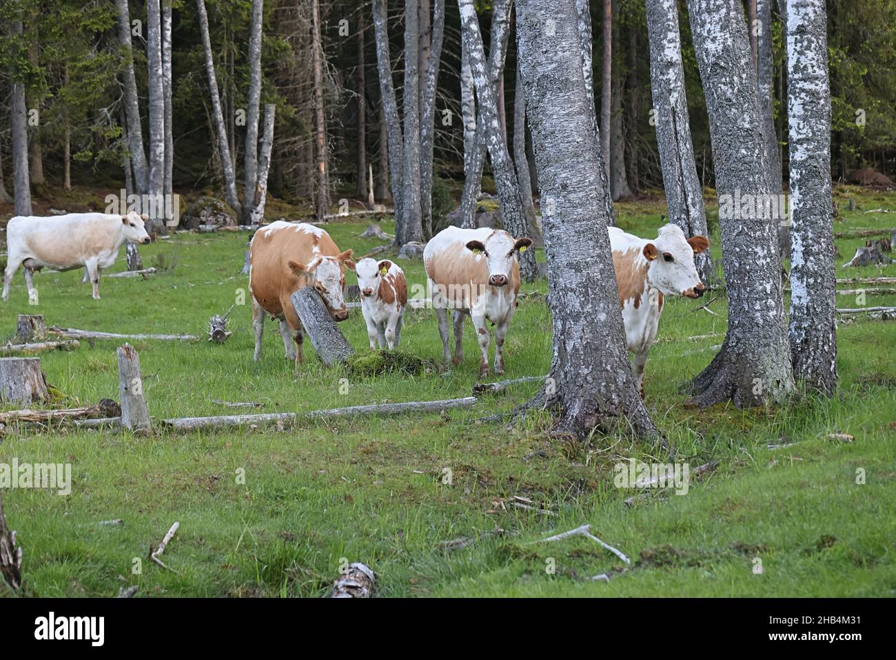 Allevamento di bestiame libero su un pascolo forestale in Finlandia Foto Stock