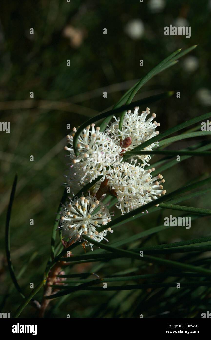 Il legno d'aghi di Bushy o il Hakea di Silky (Hakea Sericea) è solitamente un cespuglio straggly. Questo era cresciuto in un piccolo albero - coperto di fiori bianchi. Foto Stock
