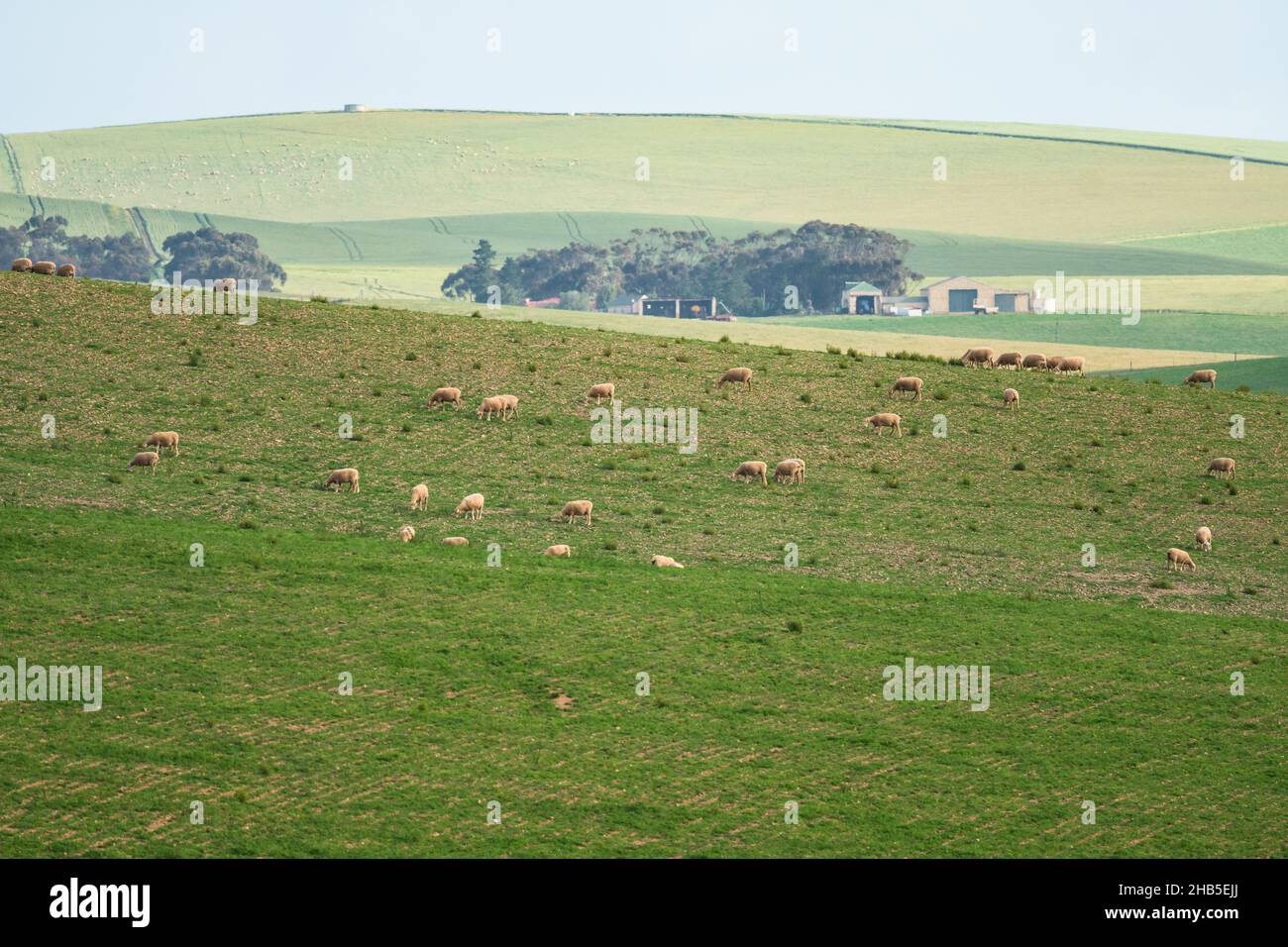 Allevamento di pecore e paesaggio agricolo nel Capo Occidentale, Sudafrica Foto Stock