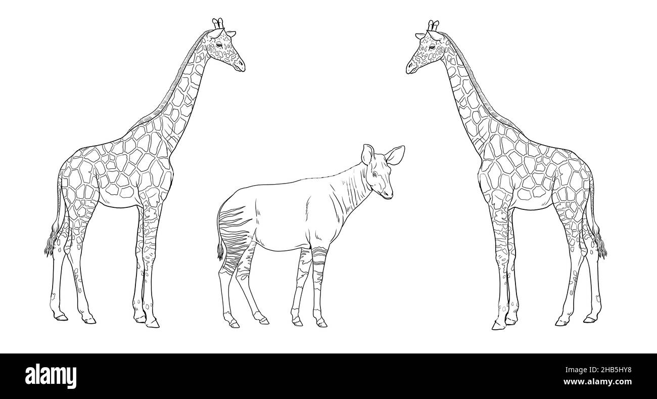 Giraffe e okapi illustrazione. Ruminanti africani per colorare libro. Foto Stock