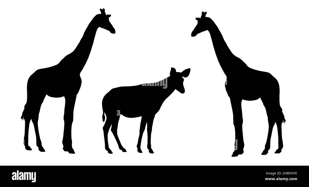 Giraffe e okapi illustrazione. Silhouette di ruminanti africani. Foto Stock