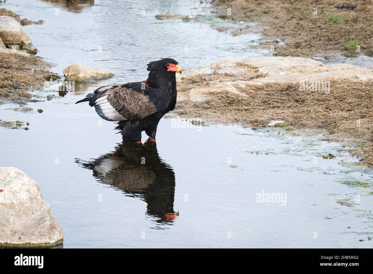 Aquila Bateleur (Terathopius ecaudatus) in piedi in acqua. Parco Nazionale di Kruger, Sudafrica Foto Stock