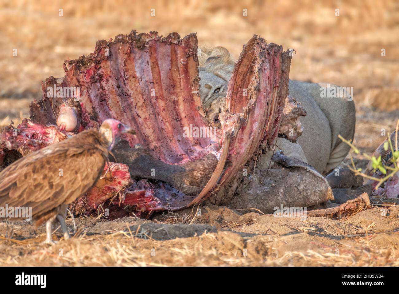 Leone (Panthera leo) che si nutrono di un'uccisione. Parco Nazionale di Luangwa Sud, Zambia Foto Stock