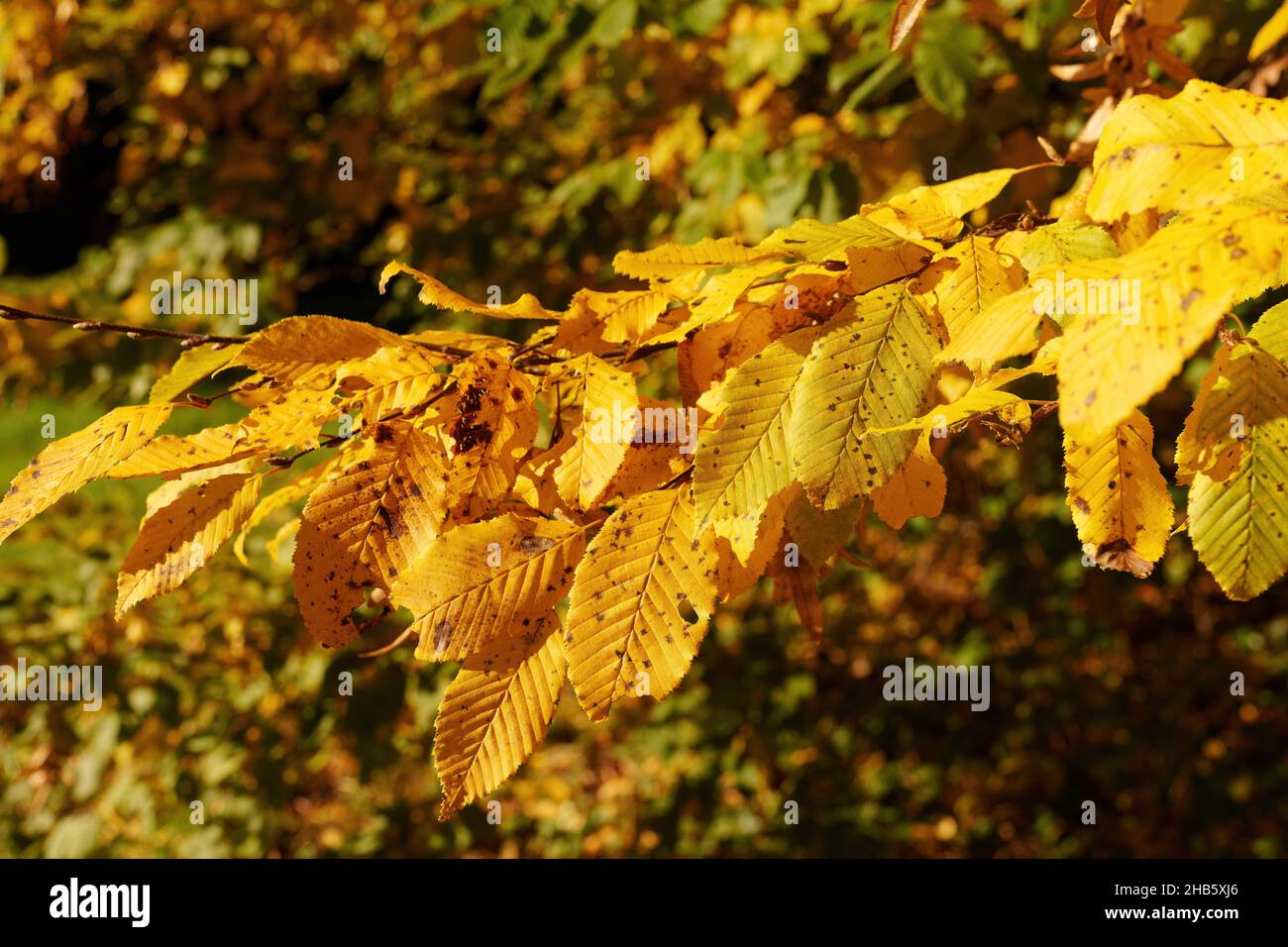 Bunte Buchenblätter im Hebstlicht - foglie di faggio colorate alla luce dell'autunno Foto Stock