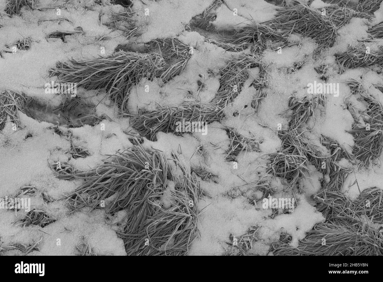 Ghiaccio fresco e erba bianca e nera Foto Stock