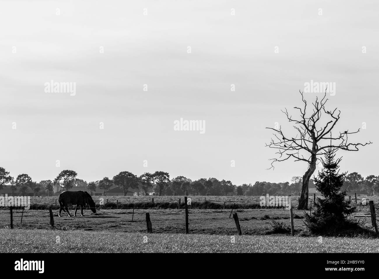 Scatto in scala di grigi di un cavallo che pascola nel campo Foto Stock