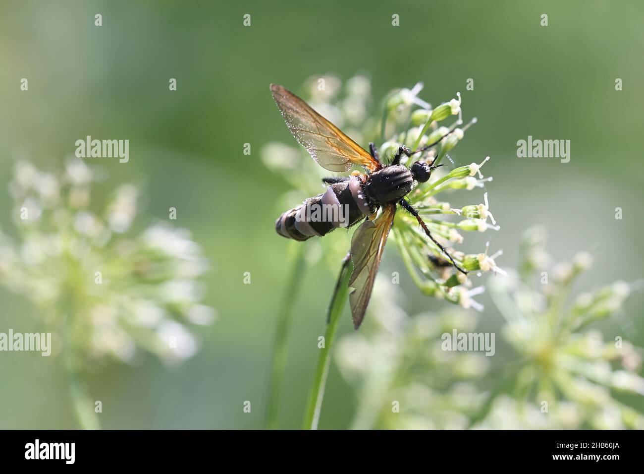 Entomophthora muscae, un fungo parassita che infetta le mosche e trasforma le mosche in zombie Foto Stock