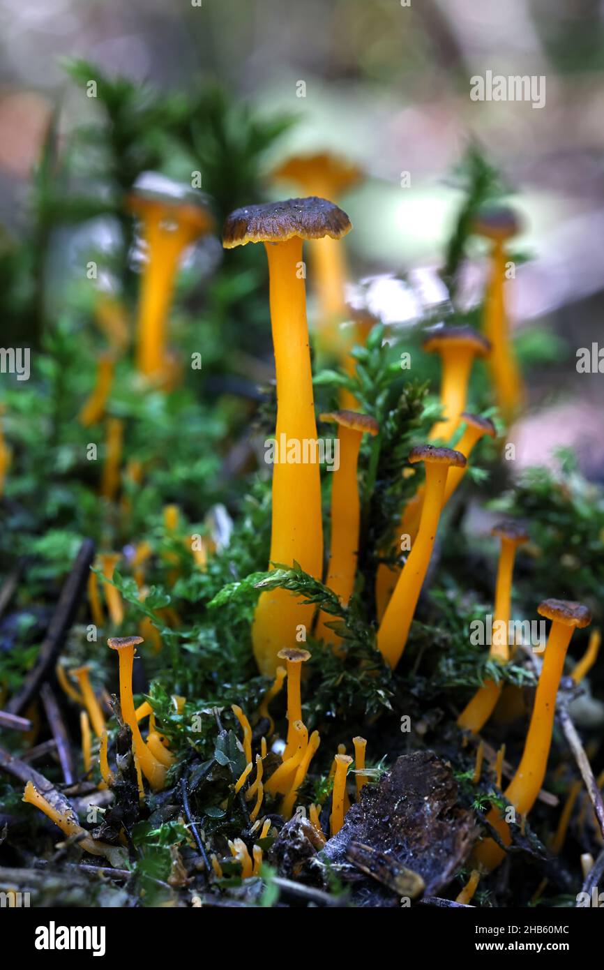 Craterellus lutescens, noto anche come Cantharellus lutescens, comunemente noto come piede giallo o Chanterelle d'oro, funghi selvatici dalla Finlandia Foto Stock