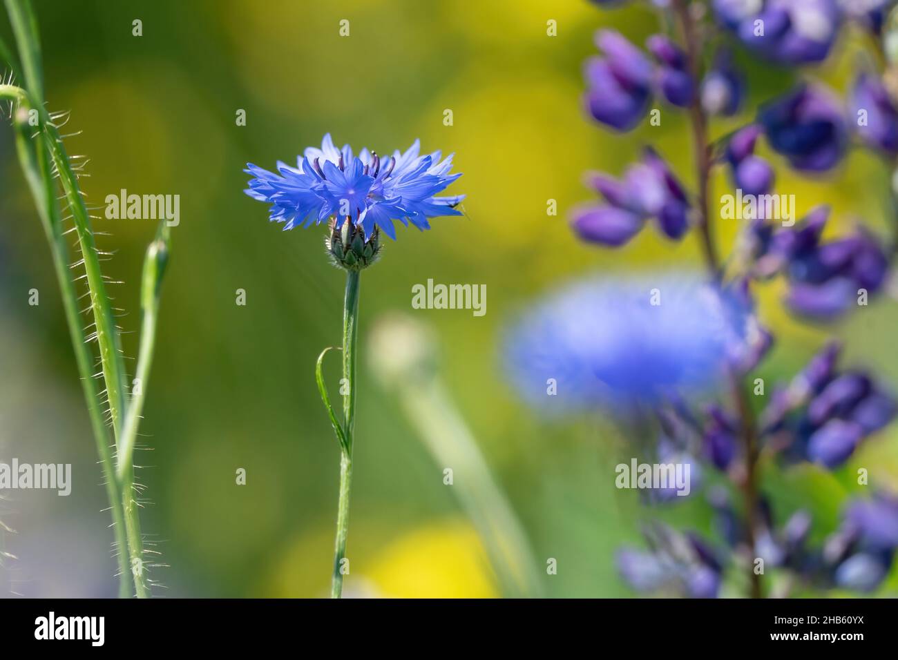Paesaggio estivo con fiori selvatici di mais e lupino viola ai raggi del sole Foto Stock