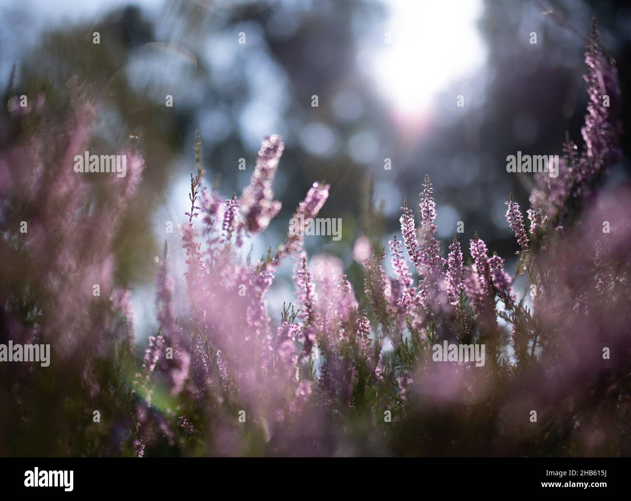 brughiera in fiore con fiori di erica rosa selvaggia Foto Stock