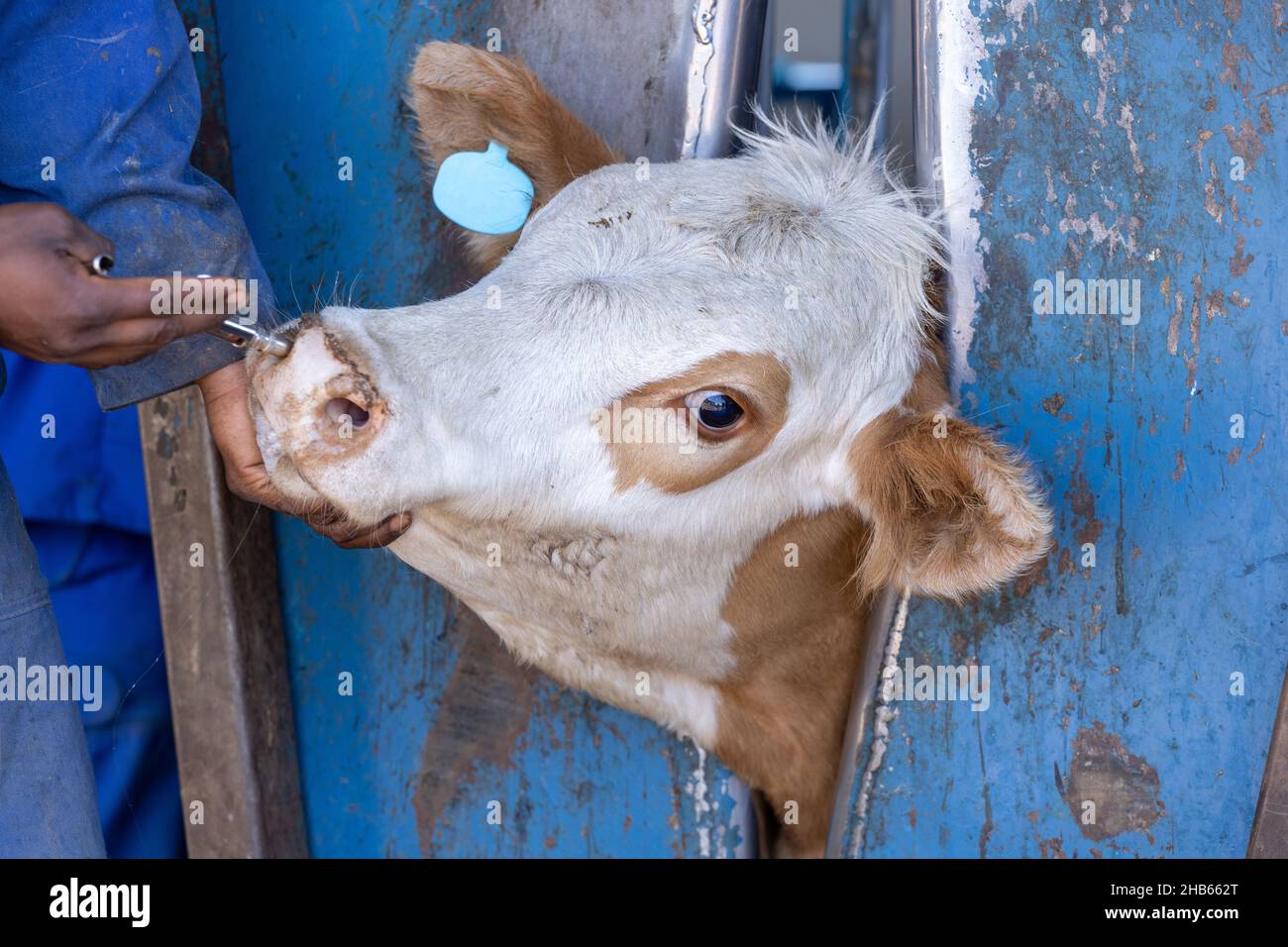 Un polpaccio in un morsetto del collo durante la lavorazione ad un feedlot o ad un iarda di alimentazione. Il vitello riceve un vaccino intra-nasale Foto Stock