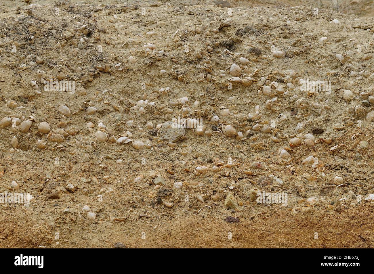 Fossili multipli bloccati nella roccia Foto Stock