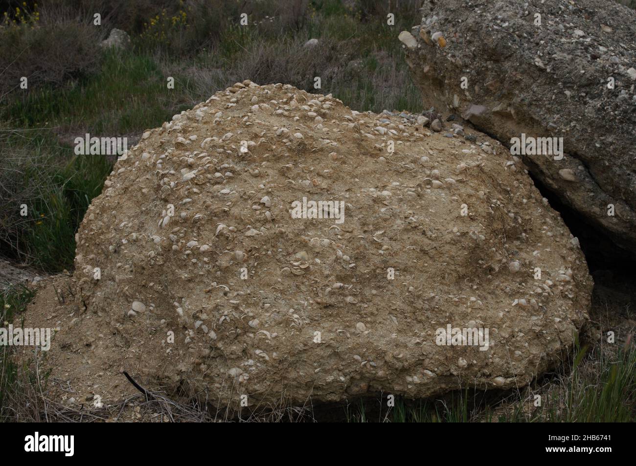 Fossili multipli bloccati nella roccia Foto Stock