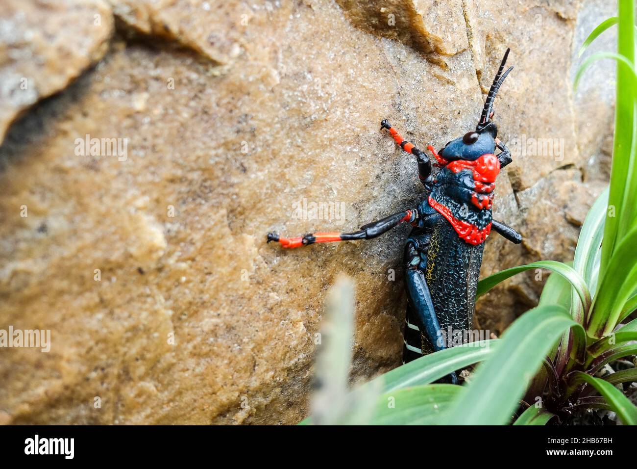 Kopie schiuma grasshopper (dictyophorus spumans) in Sudafrica Foto Stock