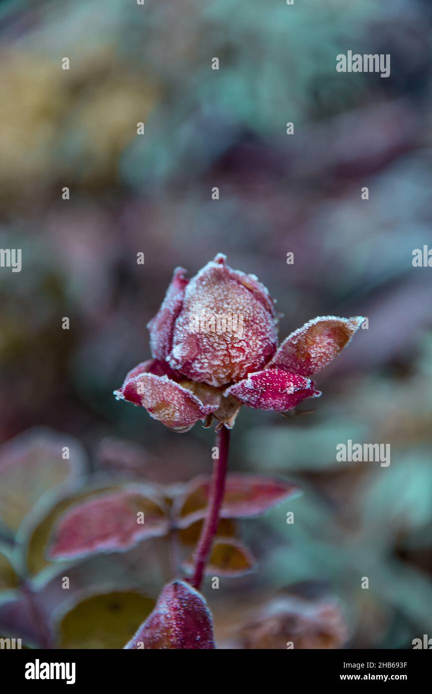 Foto di belle rose multicolore, sfondo, carta da parati, decorazione. Foto Stock