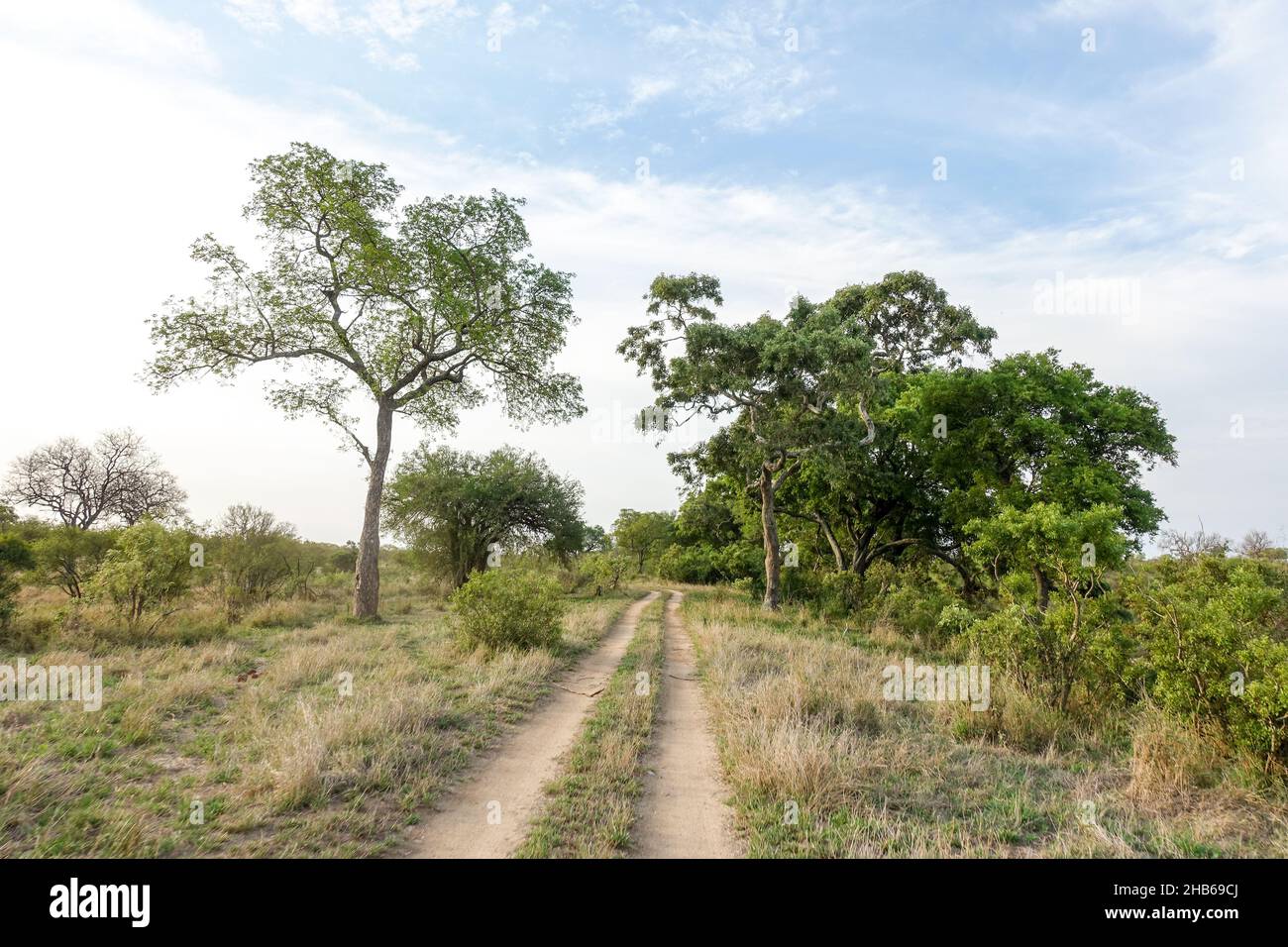 Strade sterrate nel Parco Nazionale di Kruger, Sudafrica Foto Stock