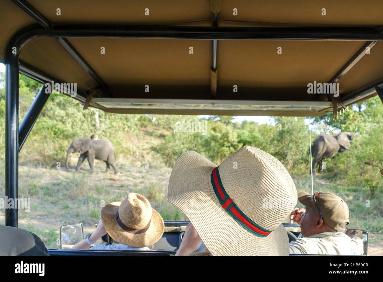 Avvistamento di selvaggina da parte dei turisti su un safari, safari, tra la fauna selvatica del Parco Nazionale Kruger, Sudafrica Foto Stock