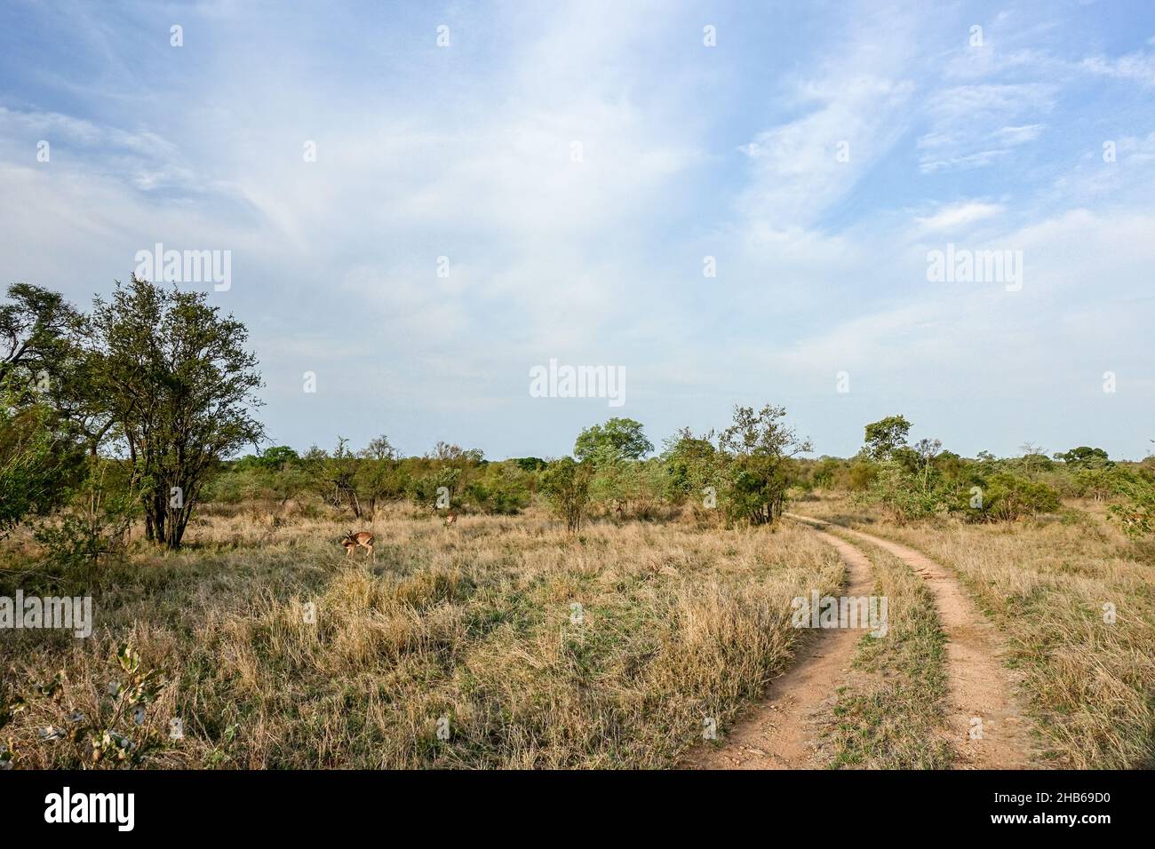 Strade sterrate nel Parco Nazionale di Kruger, Sudafrica Foto Stock