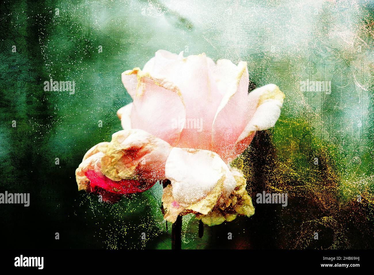 Foto di belle rose multicolore, sfondo, carta da parati, decorazione. Foto Stock