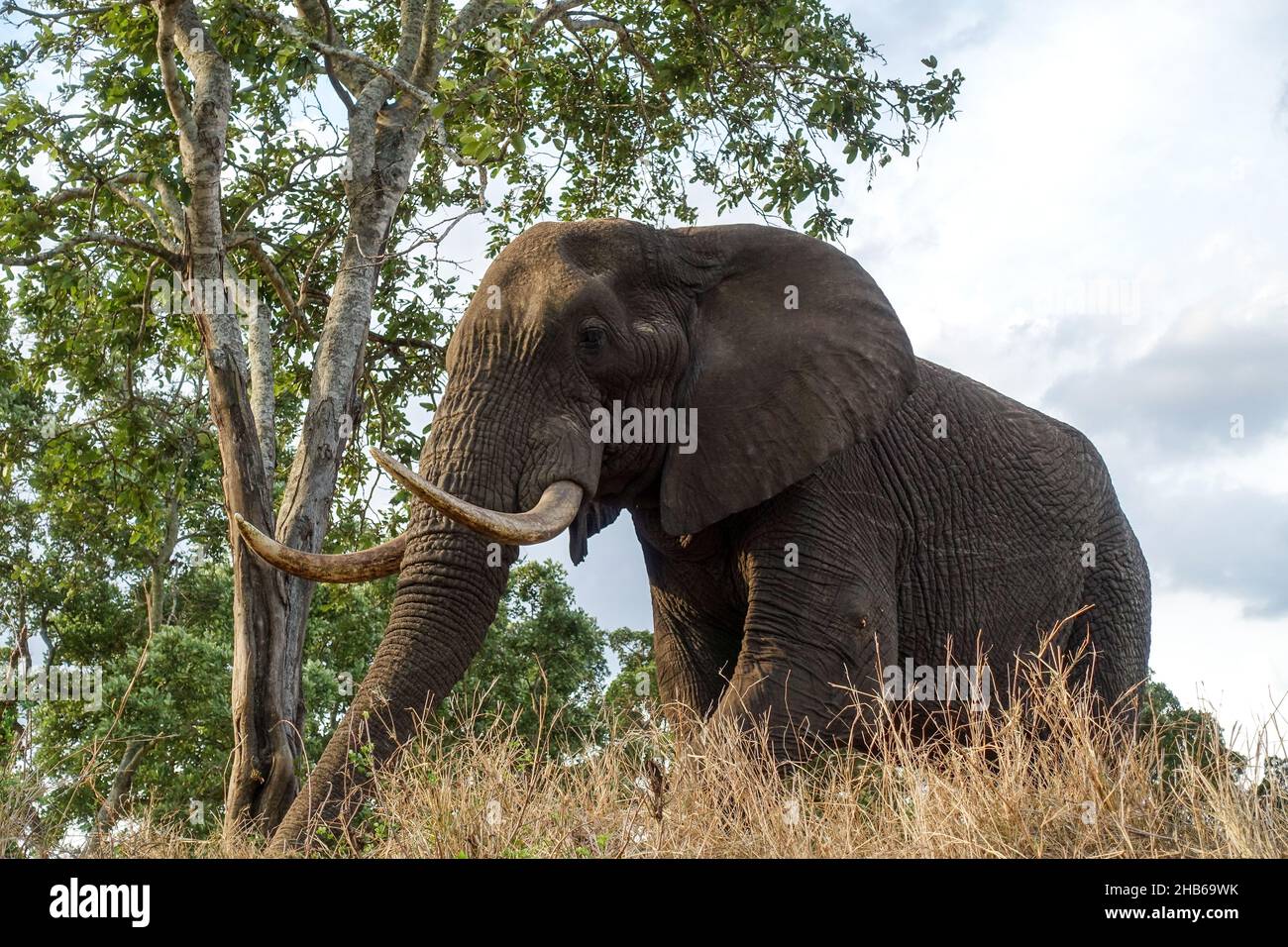 Primo piano di un elefante nel Parco Nazionale di Kruger, Sudafrica Foto Stock