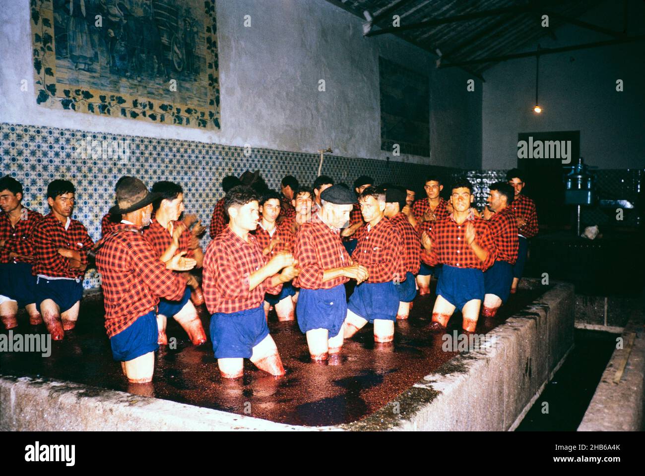 Una serie di immagini sulla produzione di vino porto in Portogallo c 1960 - uomini in uniforme di pantaloncini e magliette che degustano uva in grande serbatoio chiamato lagares Foto Stock