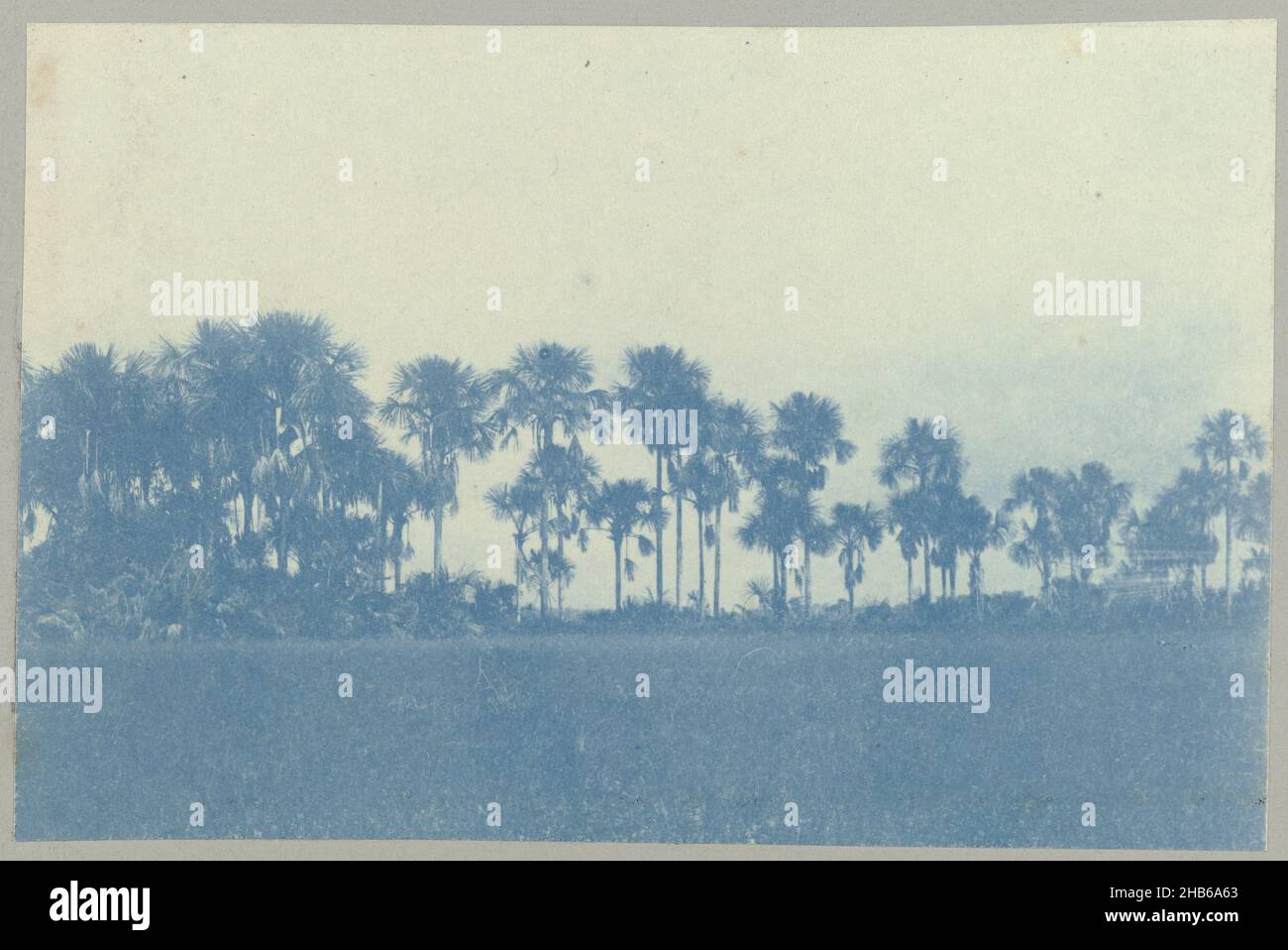 Mauritius Palms Repubblica-Berlino (titolo sull'oggetto), una fila di palme mauritius (lungo una strada) tra i luoghi Repubblica e Berlino. Parte dell'album fotografico souvenir de Voyage (parte 3), sulla vita della famiglia Doijer dentro e intorno alla piantagione ma Retraite in Suriname negli anni 1906-1913., Hendrik Doijer (attribuito a), Suriname, 1906 - 1913, supporto fotografico, cianotipo, altezza 75 mm x larghezza 113 mm Foto Stock