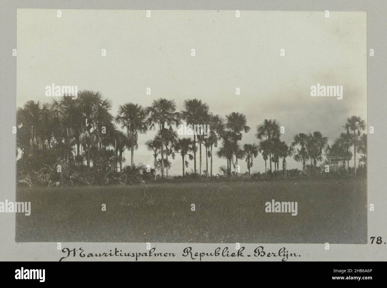 Mauritius Palms Repubblica-Berlino (titolo sull'oggetto), una fila di palme mauritius (lungo una strada) tra i luoghi Repubblica e Berlino. Parte dell'album fotografico souvenir de Voyage (parte 3), circa la vita della famiglia Doijer dentro e intorno alla piantagione ma Retraite in Suriname negli anni 1906-1913., Hendrik Doijer (attribuito a), Suriname, 1906 - 1913, supporto fotografico, gelatina stampa argento, altezza 74 mm x larghezza 111 mm Foto Stock