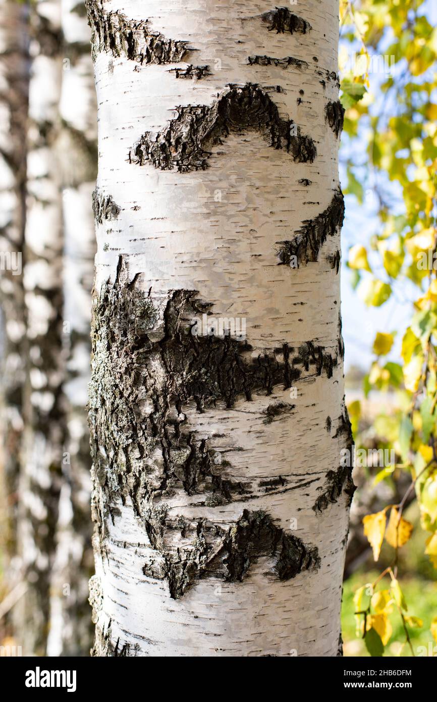 Struttura del tronco di betulla, superficie del tronco di albero naturale, primo piano della corteccia di betulla Foto Stock