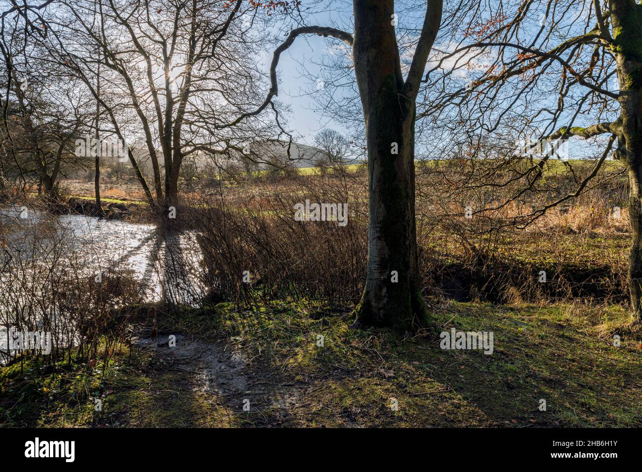 Il fiume dove a Beresford Dale con una vista verso Narrowdale Hill, Peak District National Park, Staffordshire Foto Stock