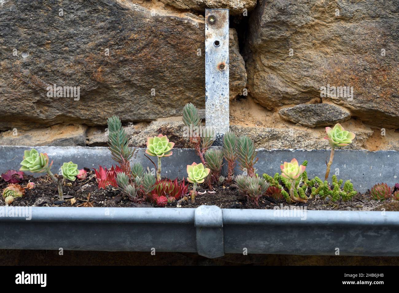 Emerald Angle, Pachyphytum (Pachyphytum compactum), piccolo giardino di roccia con varie succulenti in un vecchio grutter , Francia, Bretagna, Dipartimento Foto Stock
