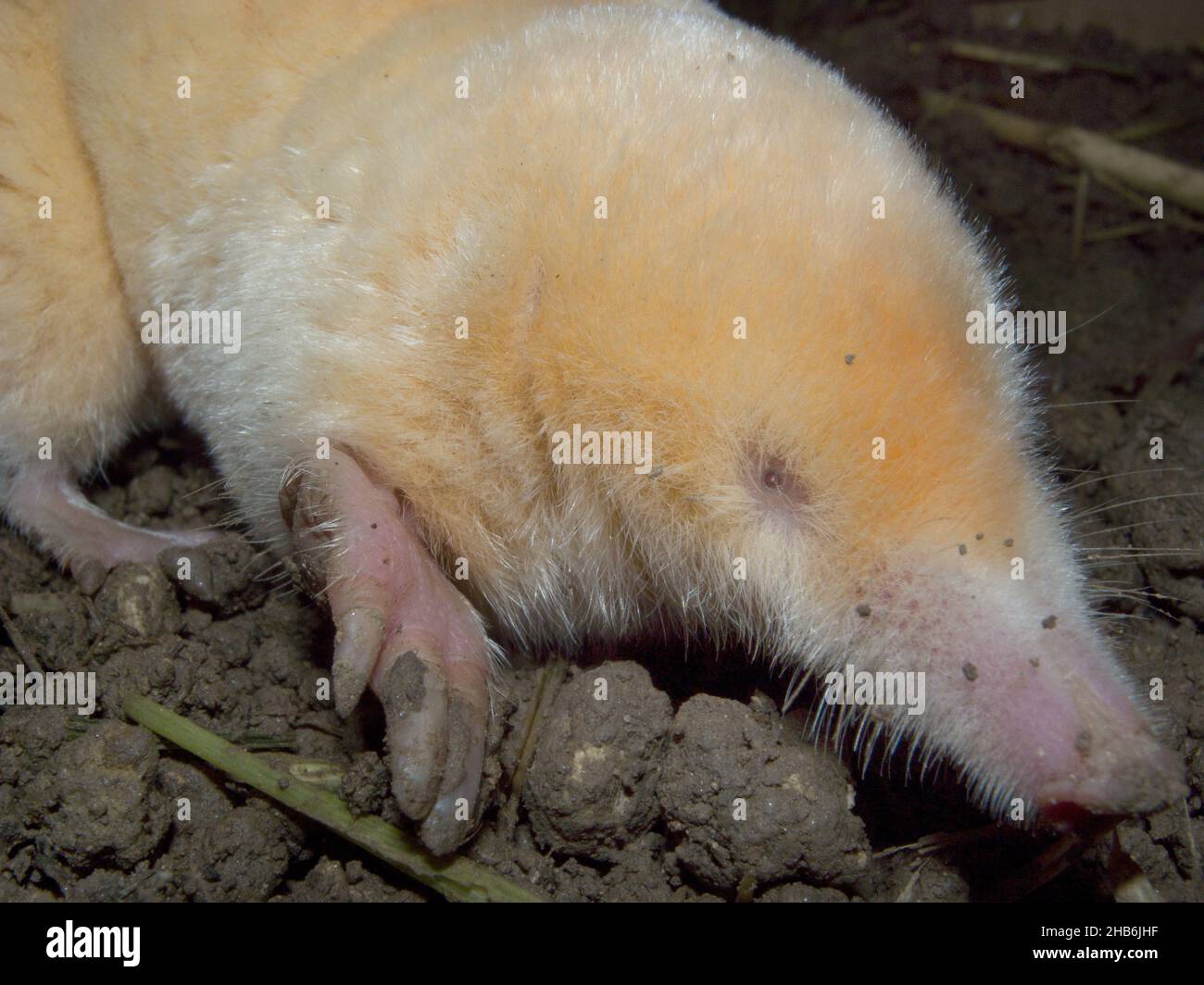 Mole europee, mole comuni, mole settentrionali (Talpa europaea), albino, ritratto, Germania Foto Stock