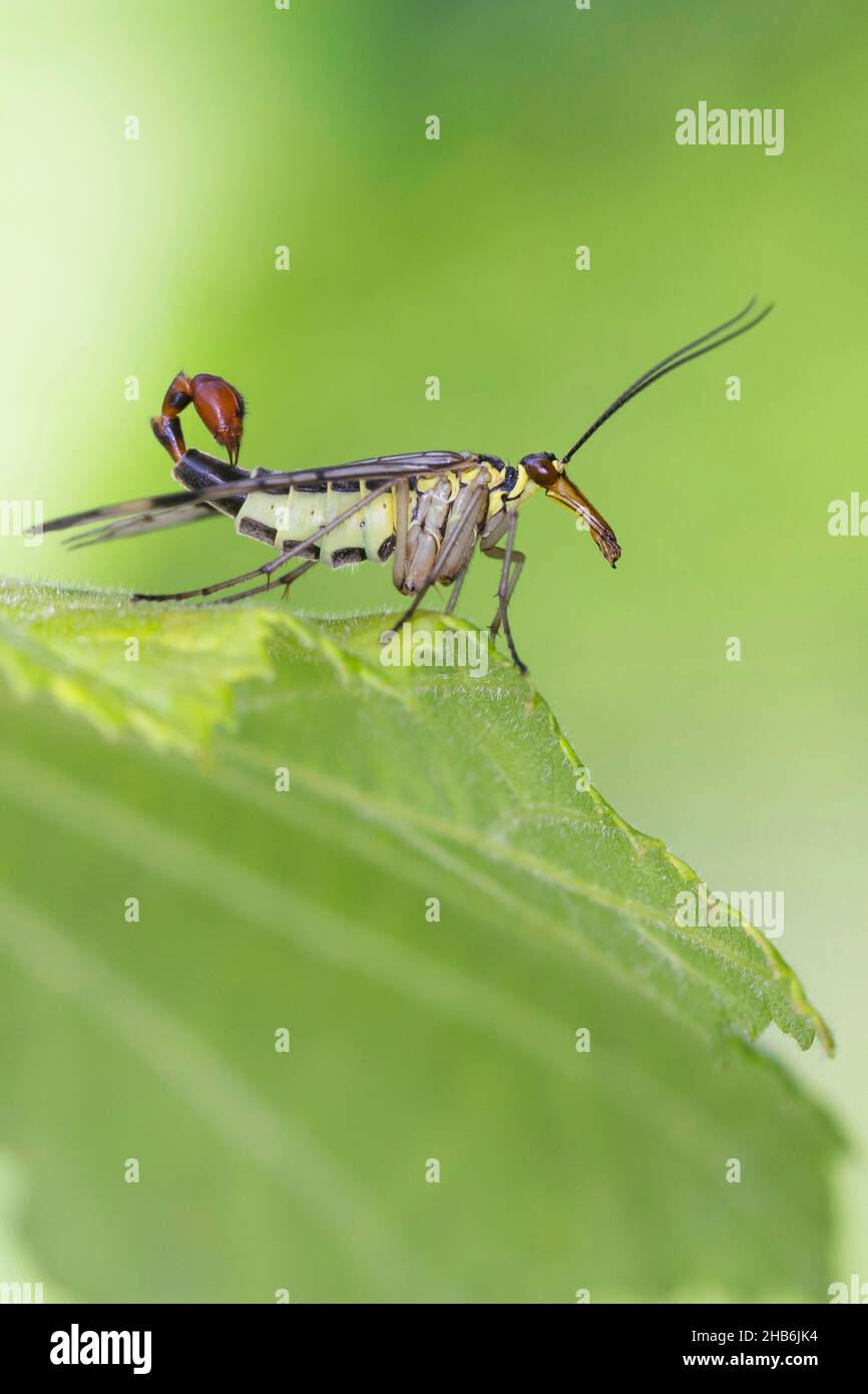 Scorpionfly comune (Panorpa cf. Communis), maschio con coda scorpione, Germania Foto Stock
