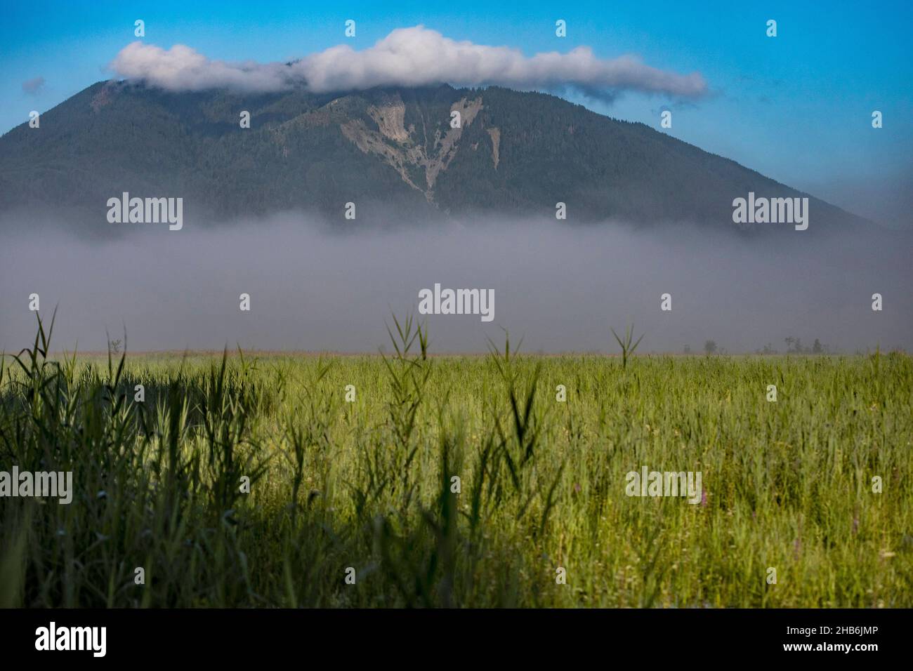 Nebbia mattutina al Murnauer Moos, Germania, Baviera, Oberbayern, alta Baviera Foto Stock