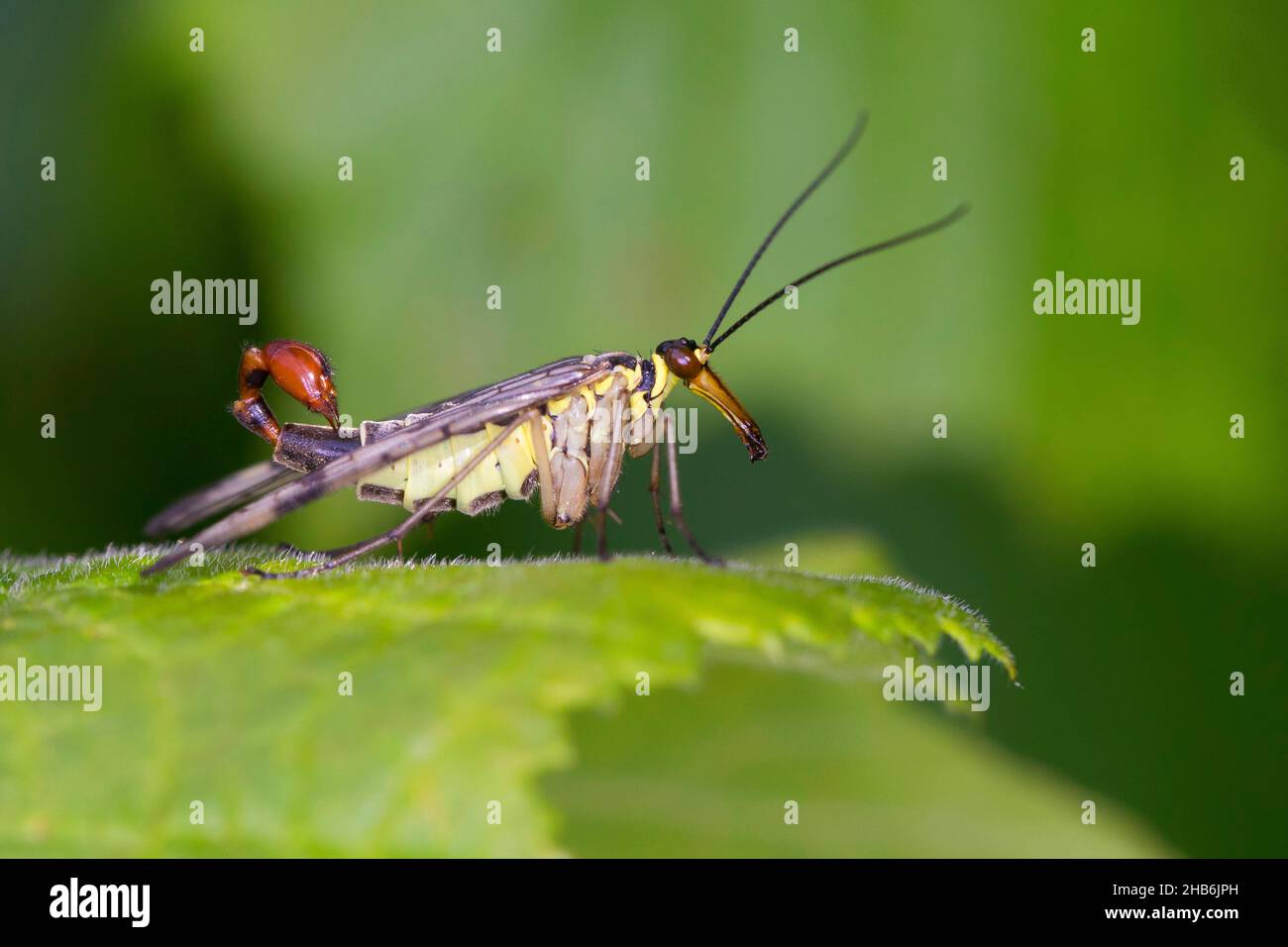 Scorpionfly comune (Panorpa cf. Communis), maschio con coda scorpione, Germania Foto Stock