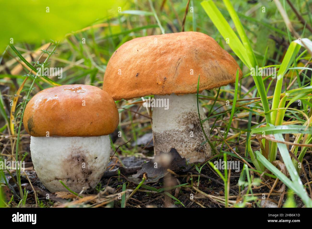 Peduncolo con tappo rosso, boleto con tappo rosso, Boleto con tappo arancione, peduncolo con tappo rosso (leucopodium di Leccinum, rufum di Leccinum, aurantiacum di Leccinum), Foto Stock