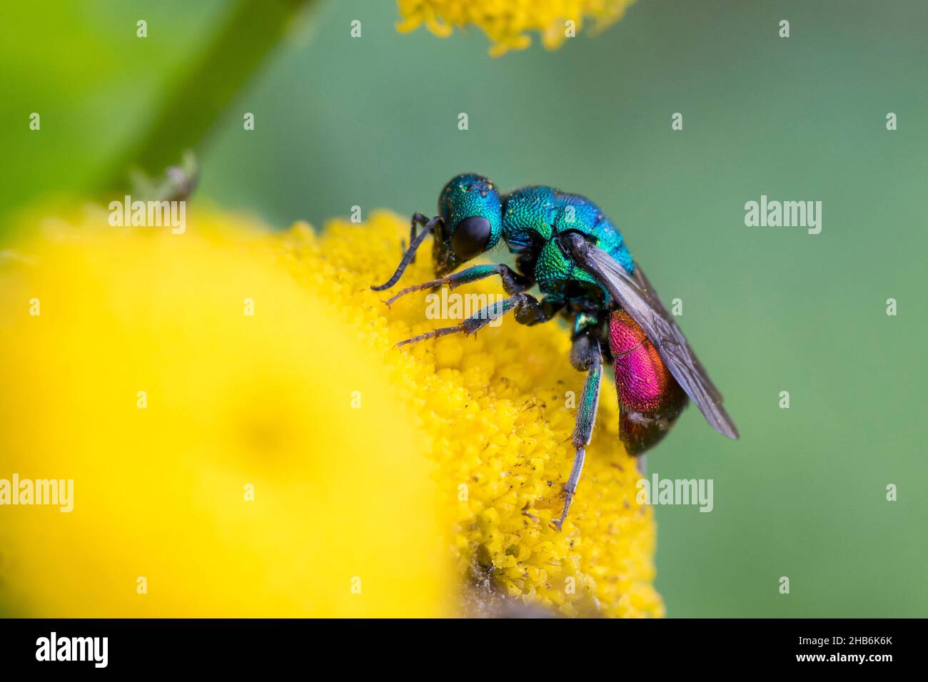 Vespa d'oro (Chrysis illigeri), visita fiore di mugwort, Germania Foto Stock
