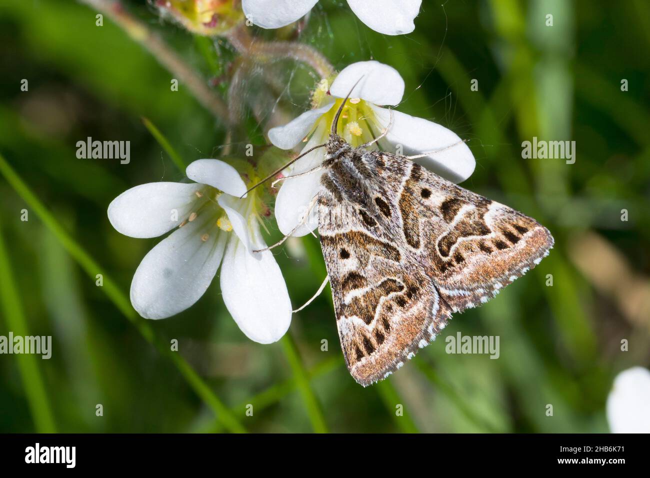 Madre Shipton, Madre Shipton Moth (Euclidia mi, Callistege mi, Gonospileia mi), siede su un fiore di saxifrage, Germania Foto Stock